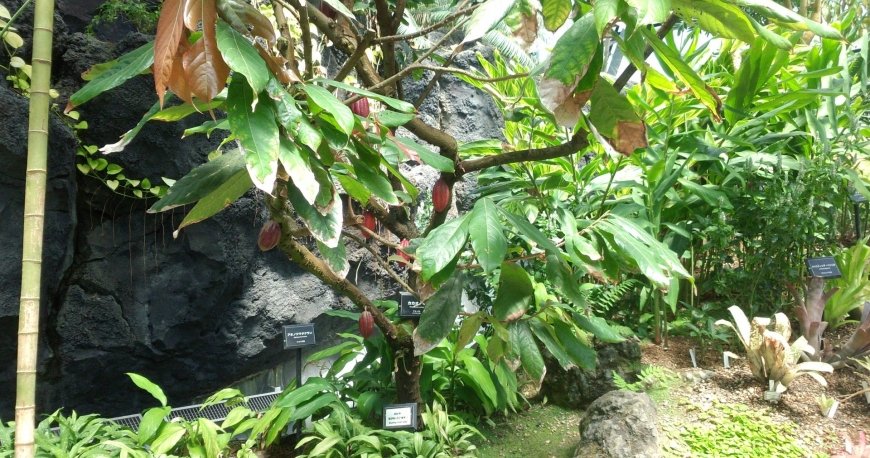 پارک شینجوکو گیوئن توکیو