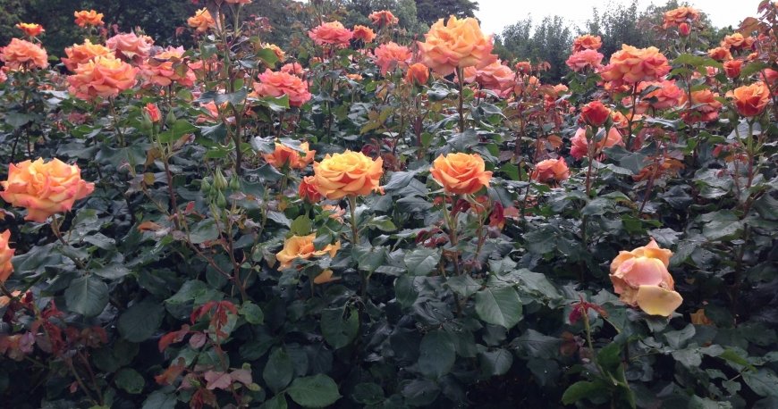 ریجنتز پارک لندن