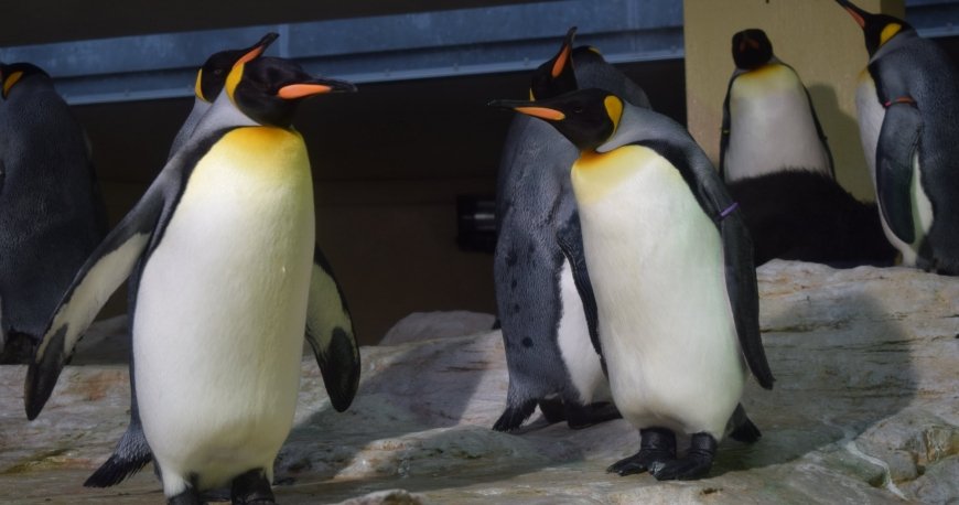 باغ وحش تیرگارتن شان برن وین باغ وحش تیرگارتن شان برن وین