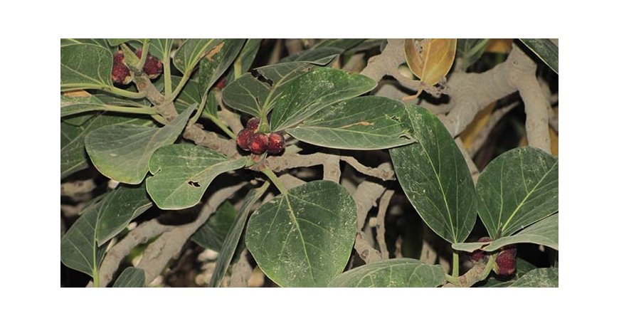 درخت انجیر معابد درخت انجیر معابد