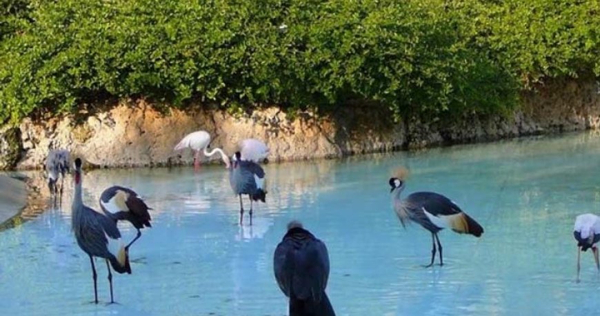 باغ پرندگان کیش