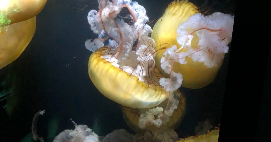 باغ وحش تیرگارتن شان برن وین باغ وحش تیرگارتن شان برن وین