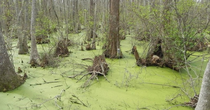 پارک حفاظت شده پاناما