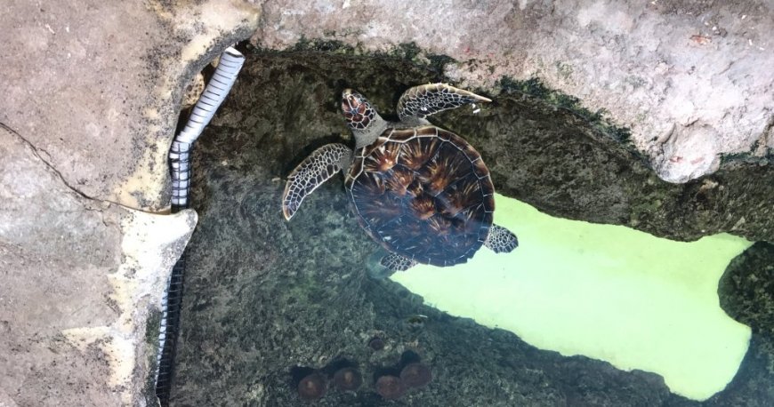 آکواریوم شارجه آکواریوم شارجه