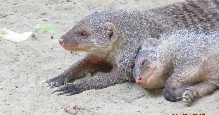 باغ وحش تیرگارتن شان برن وین باغ وحش تیرگارتن شان برن وین