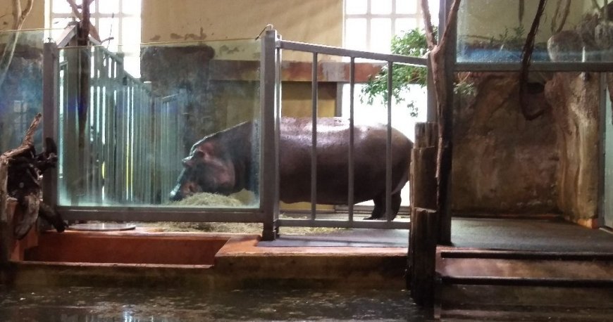 باغ وحش تیرگارتن شان برن وین باغ وحش تیرگارتن شان برن وین