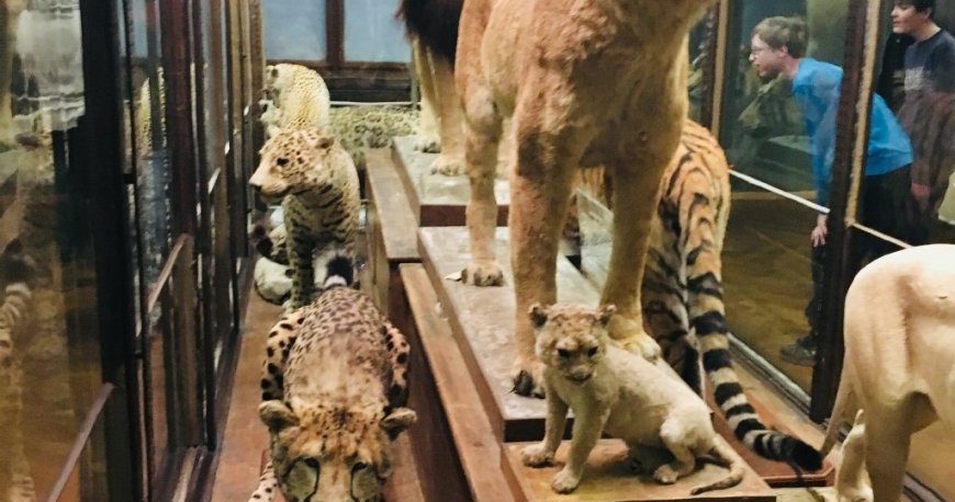 موزه نچرال هیستوری وین موزه نچرال هیستوری وین