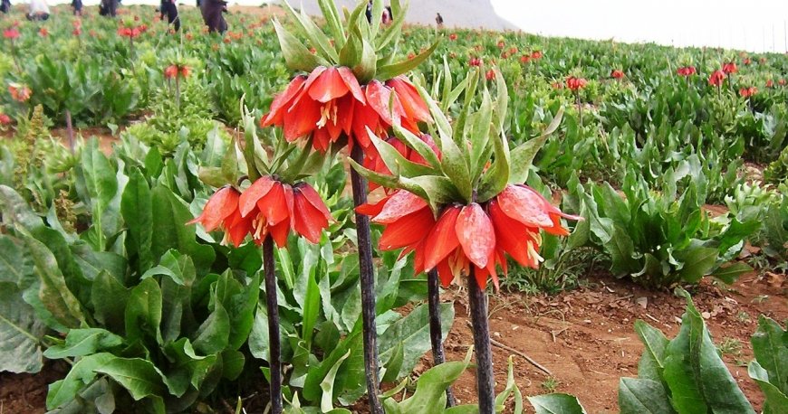 غار علی صدر همدان غار علی صدر همدان