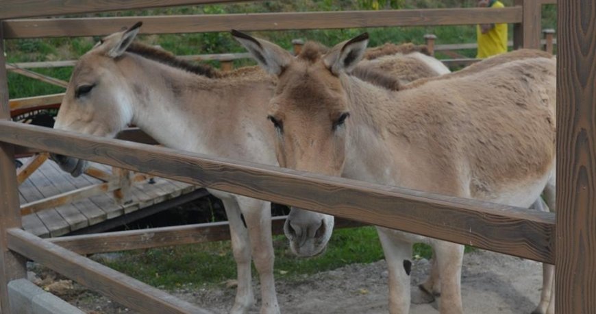 باغ وحش ایروان