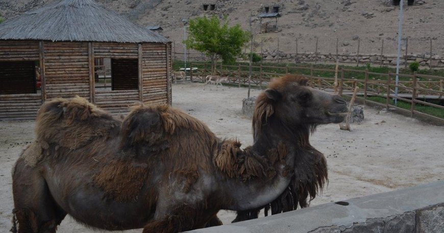 باغ وحش ایروان