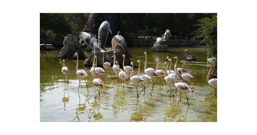 پارک دلفین کیش