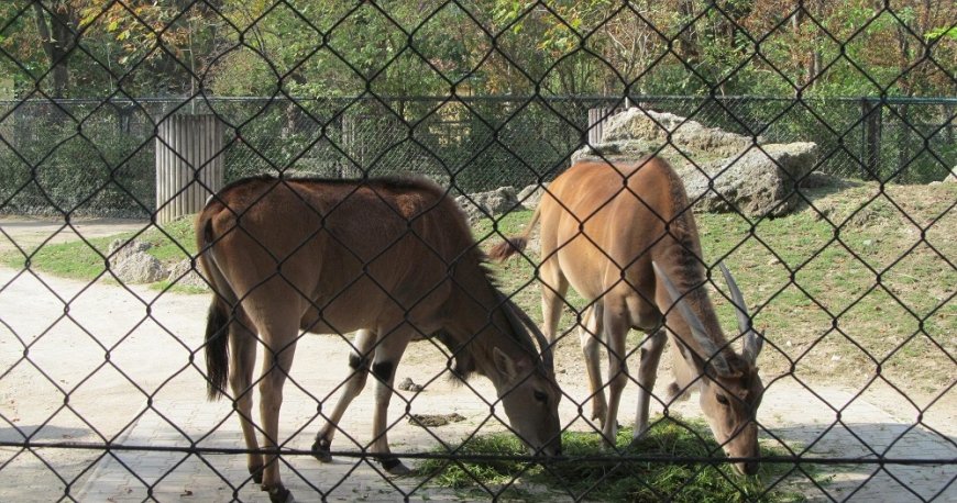باغ وحش تیرگارتن شان برن وین باغ وحش تیرگارتن شان برن وین