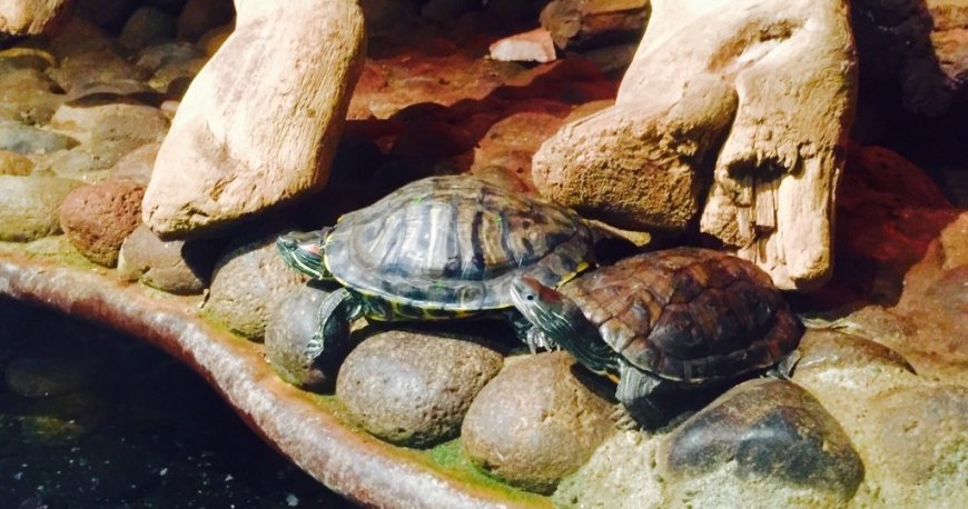 باغ وحش ایروان