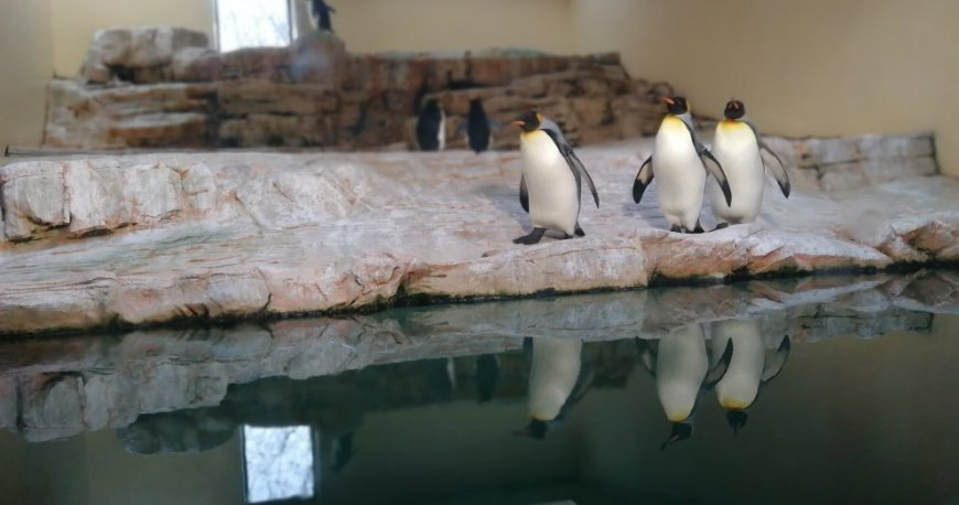 باغ وحش تیرگارتن شان برن وین باغ وحش تیرگارتن شان برن وین