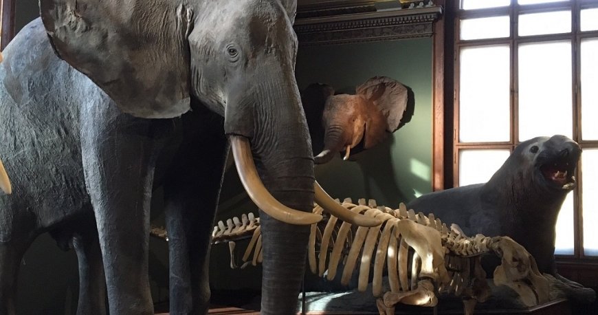 موزه نچرال هیستوری وین موزه نچرال هیستوری وین