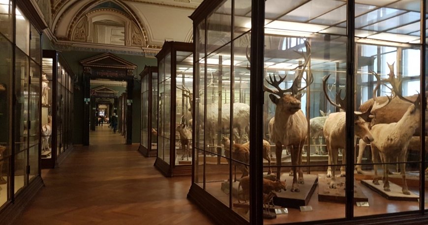 موزه نچرال هیستوری وین موزه نچرال هیستوری وین