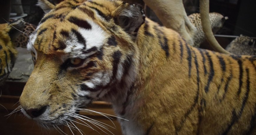 موزه نچرال هیستوری وین موزه نچرال هیستوری وین