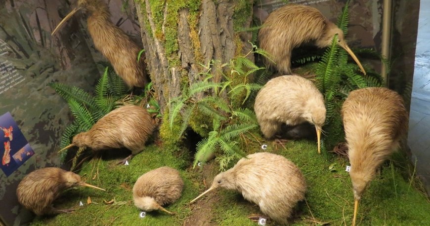 موزه نچرال هیستوری وین موزه نچرال هیستوری وین