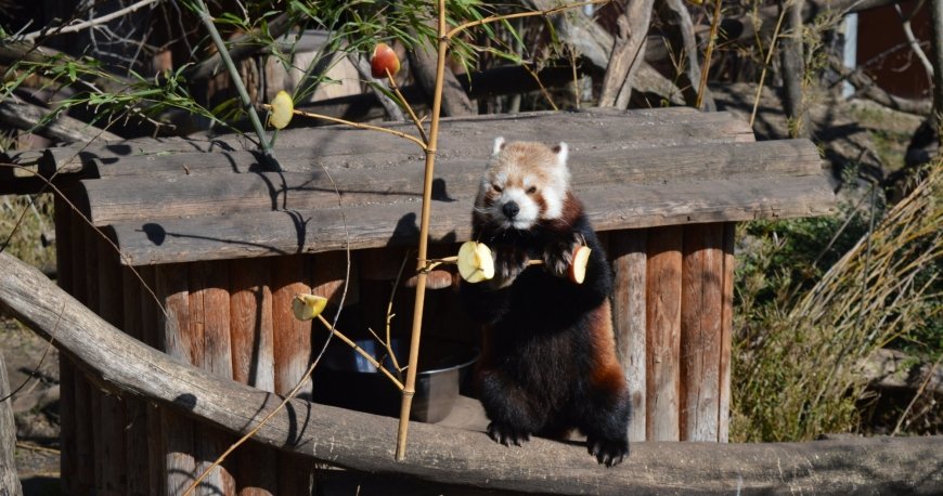باغ وحش تیرگارتن شان برن وین باغ وحش تیرگارتن شان برن وین