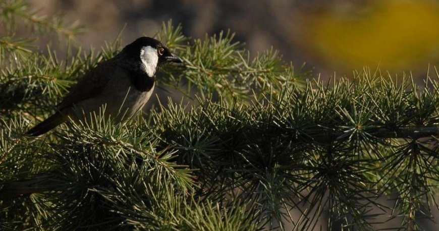 پارک سنگی جمشیدیه
