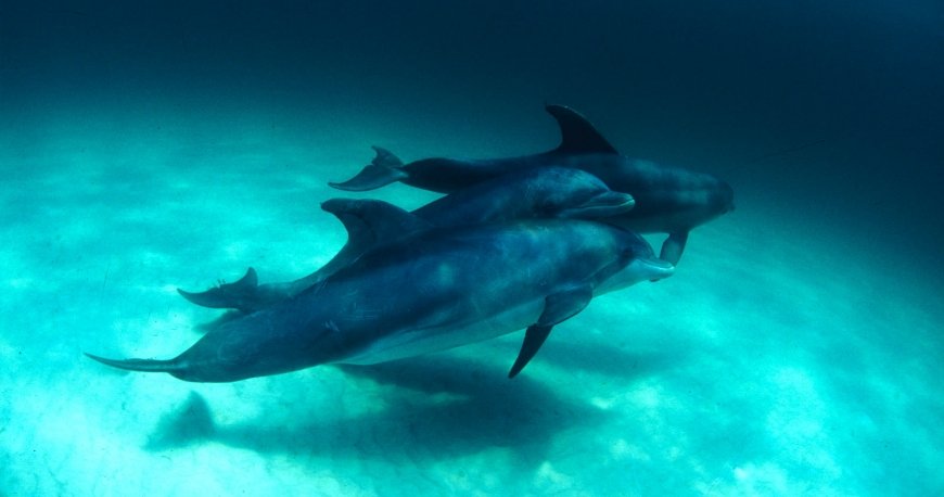 سیاره آب (ساحل) پاناما سیاره آب (ساحل) پاناما