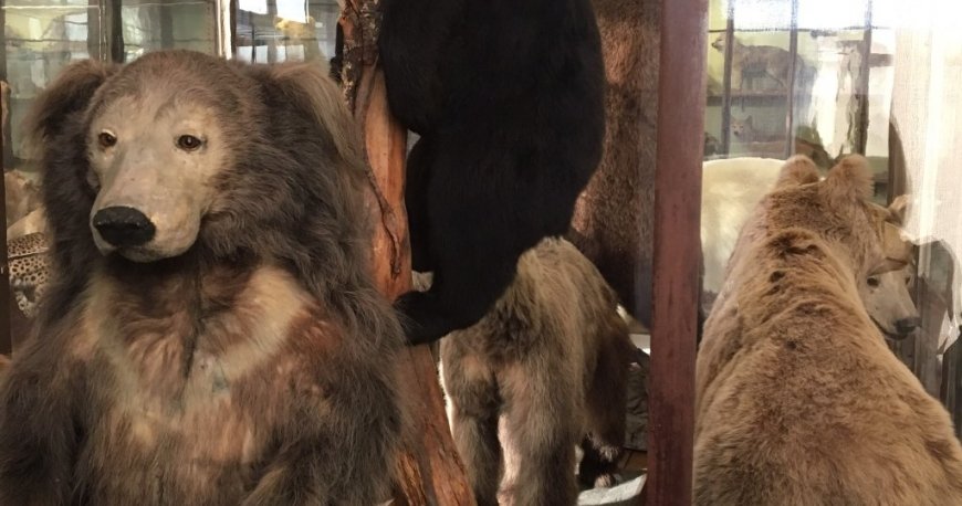 موزه نچرال هیستوری وین موزه نچرال هیستوری وین