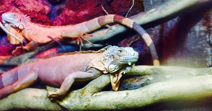 باغ وحش ایروان