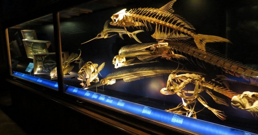 موزه نچرال هیستوری وین موزه نچرال هیستوری وین