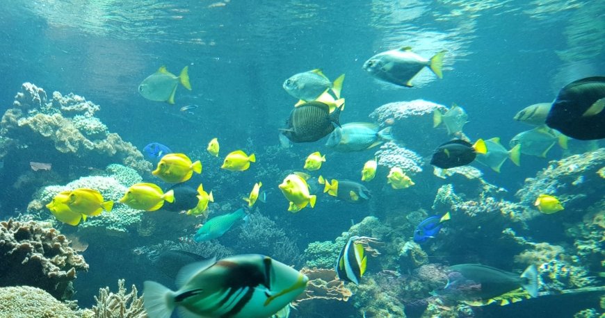 باغ وحش تیرگارتن شان برن وین باغ وحش تیرگارتن شان برن وین