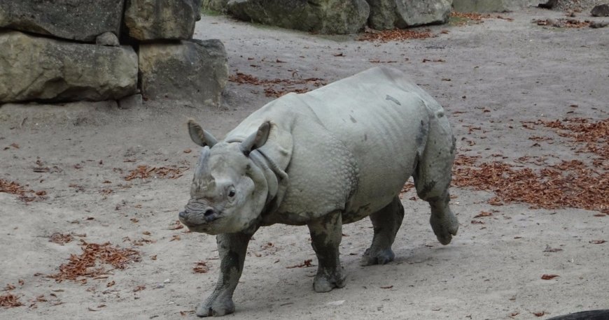 باغ وحش تیرگارتن شان برن وین باغ وحش تیرگارتن شان برن وین
