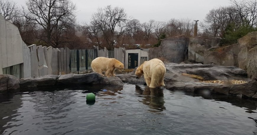 باغ وحش تیرگارتن شان برن وین باغ وحش تیرگارتن شان برن وین
