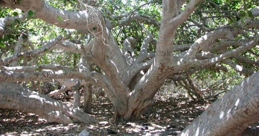 درخت انجیر معابد درخت انجیر معابد