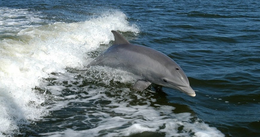 سیاره آب (ساحل) پاناما سیاره آب (ساحل) پاناما