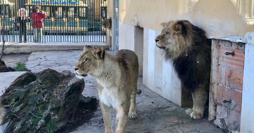 باغ وحش تیرگارتن شان برن وین باغ وحش تیرگارتن شان برن وین