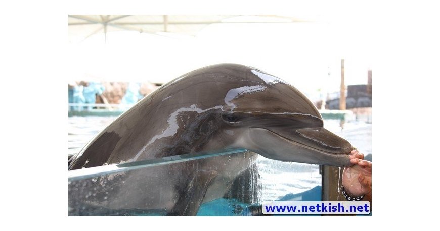 پارک دلفین کیش