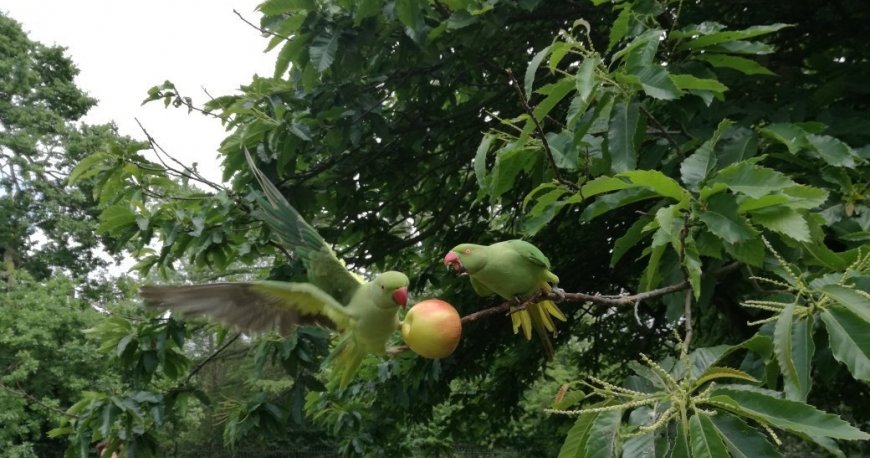 هاید پارک لندن هاید پارک لندن