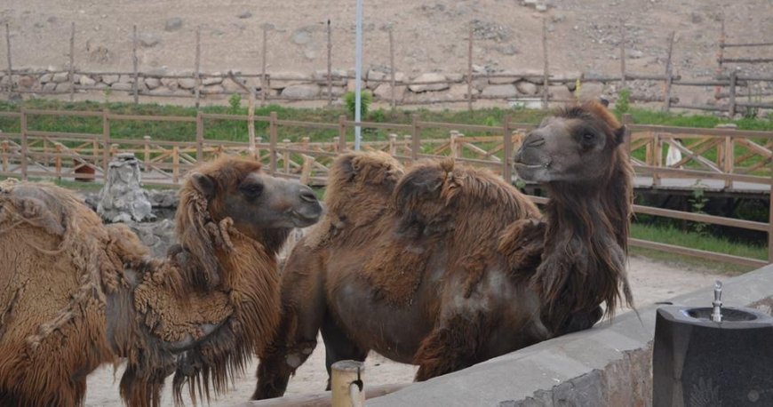 باغ وحش ایروان