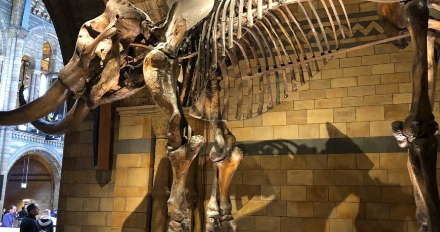 موزه تاریخ طبیعی لندن