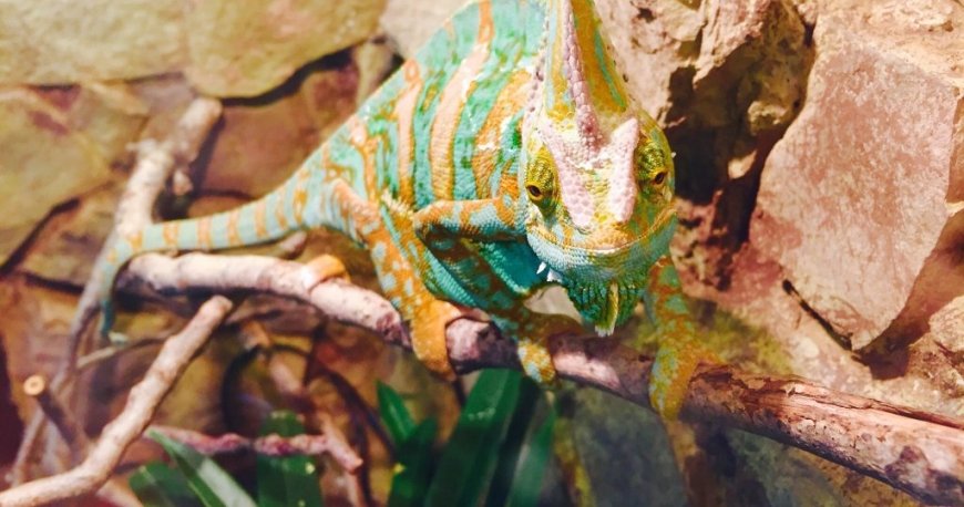 باغ وحش ایروان