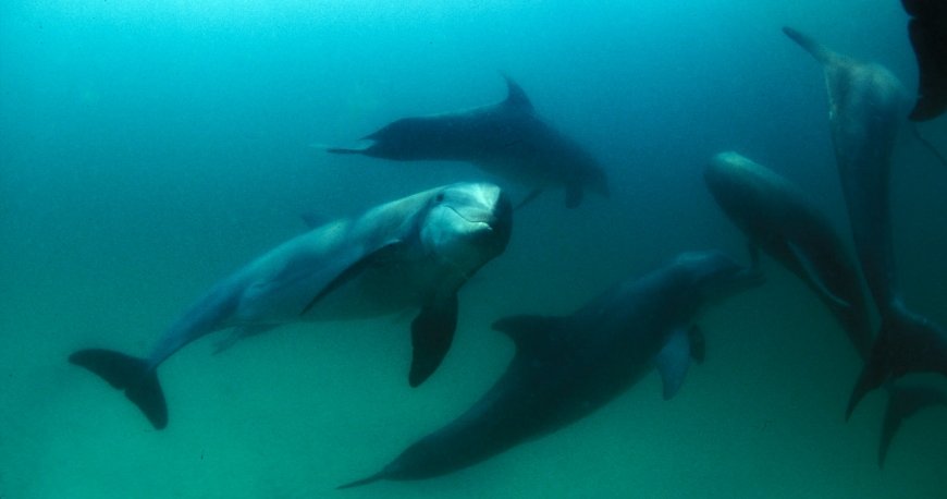 سیاره آب (ساحل) پاناما سیاره آب (ساحل) پاناما