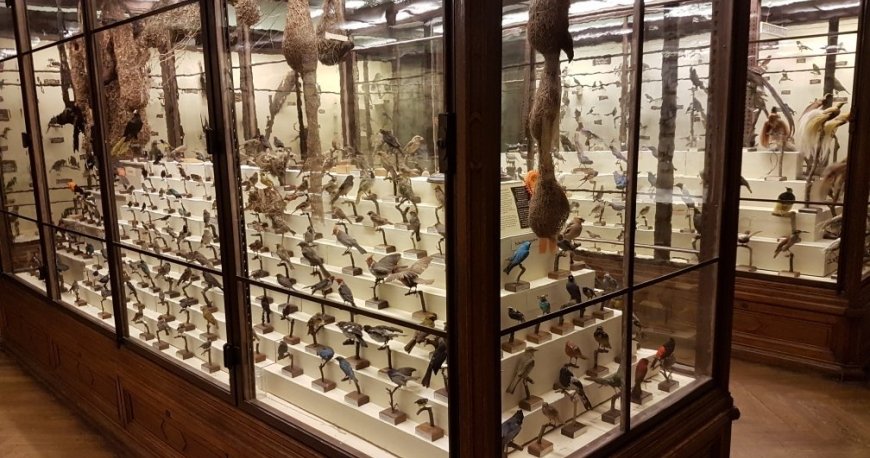 موزه نچرال هیستوری وین موزه نچرال هیستوری وین