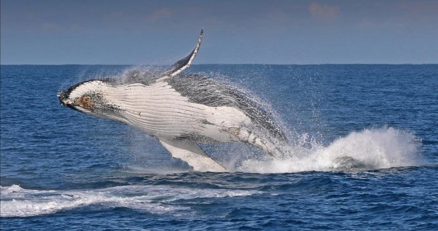 فیلیپ آیلند فیلیپ آیلند