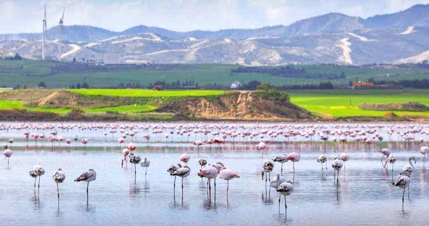 لارناکا لارناکا