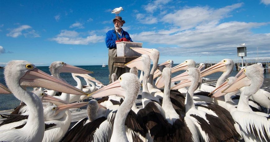 کانگورو آیلند