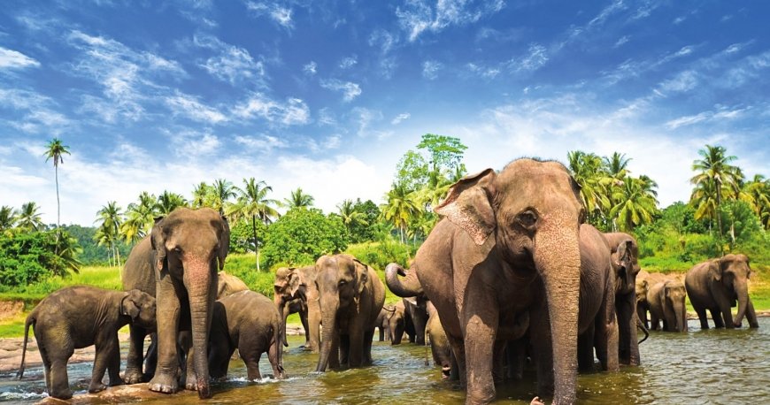 سریلانکا سریلانکا