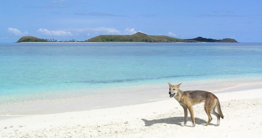 فریزر آیلند