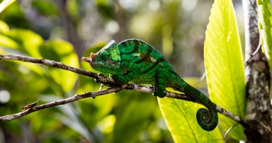 ماداگاسکار