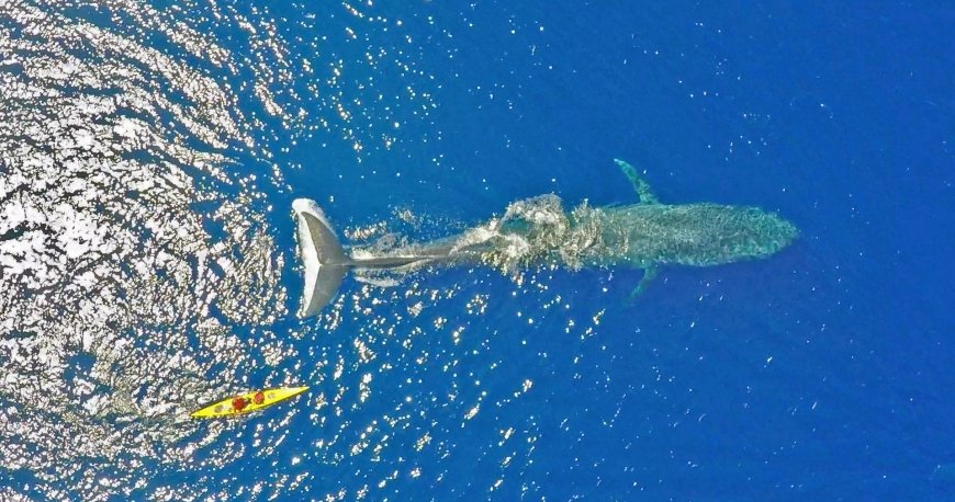 سریلانکا سریلانکا