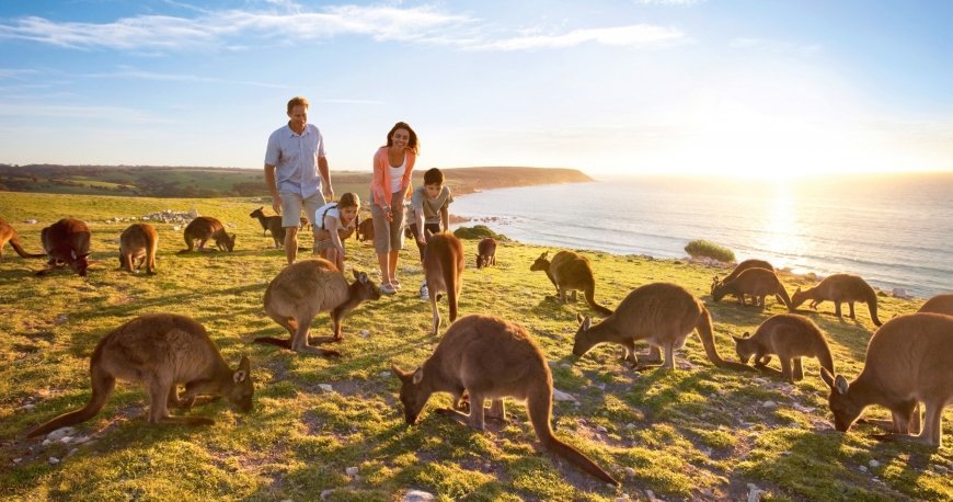 کانگورو آیلند