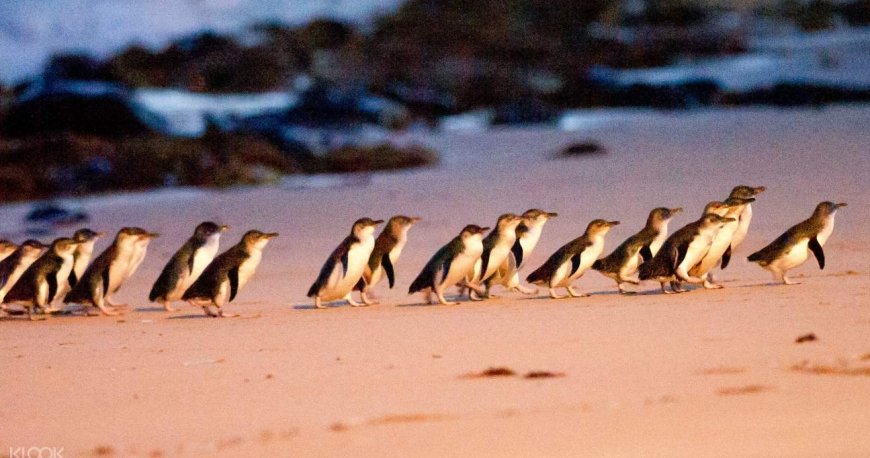 فیلیپ آیلند فیلیپ آیلند